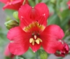 Picture of Alstroemeria Premier Cranberry