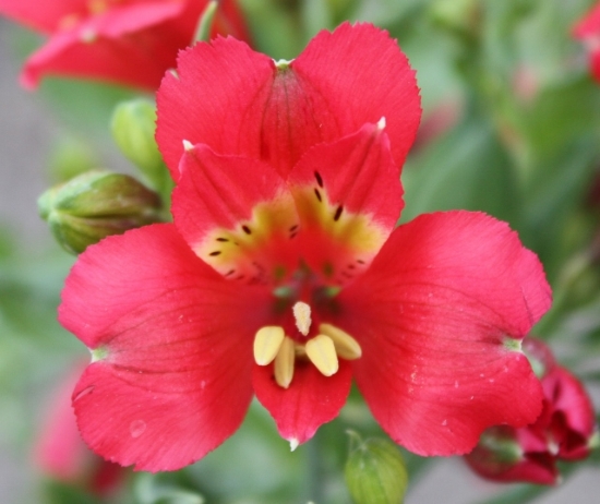 Picture of Alstroemeria Premier Cranberry