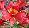 Picture of Alstroemeria Premier Cranberry