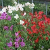 Along with 'Azula' and 'Casablanca'
