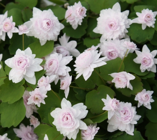 Picture of Anemonella thalictroides 'Cameo'