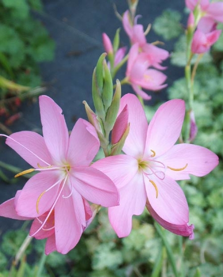 Picture of Schizostylis coccinea 'Red Prairie Rose'