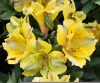 Picture of Alstroemeria 'Princess Felicia'