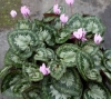 Picture of Cyclamen graecum