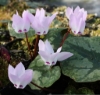 Picture of Cyclamen libanoticum
