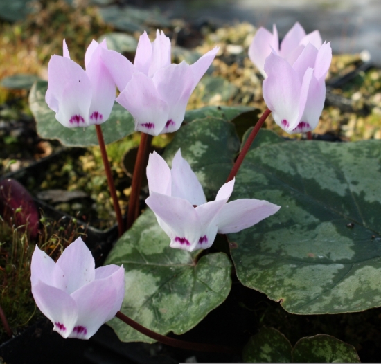 Picture of Cyclamen libanoticum