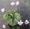 Picture of Cyclamen libanoticum