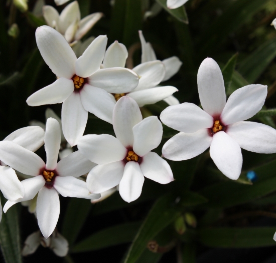 Picture of Rhodohypoxis baurii 'Hebron Farm Red Eye'