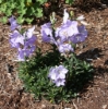 Picture of Campanula persicifolia f. nitida 'Bajazzo'
