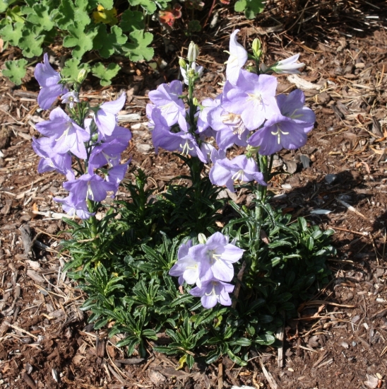 Edelweiss Perennials. Campanula persicifolia f. nitida 'Bajazzo'