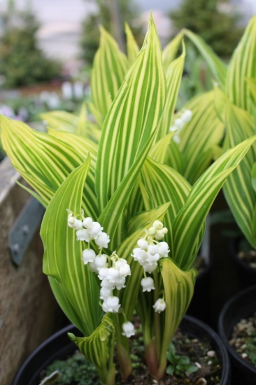 Picture of Convallaria majalis 'Potsdam Stripe'
