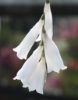 Picture of Dierama Hybr. Large White (Divisions)
