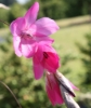 Picture of Dierama Hybr. Large Deep Pink (Seedlings)