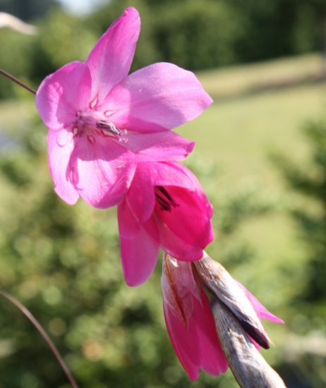 Picture of Dierama Hybr. Large Deep Pink (Seedlings)
