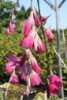 Picture of Dierama Hybr. Large Deep Pink (Seedlings)
