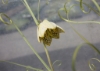 Picture of Fritillaria thunbergii BR