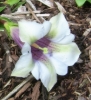 Picture of Gentiana clusii 'Alboviolacea'