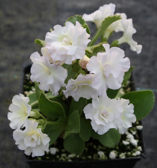 Picture of Primula auricula 'Balcolm's Petite'