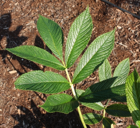 Picture of Rodgersia nepalensis HWJK 2140