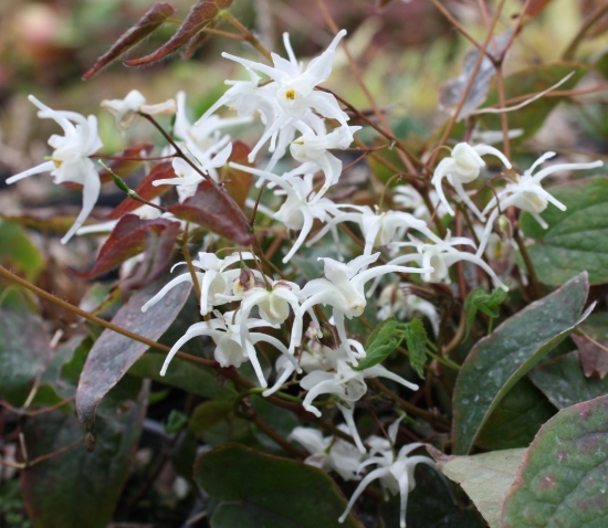 Picture of Epimedium sempervirens Milky White
