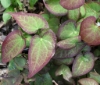 Picture of Epimedium sempervirens Milky White