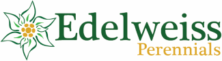 Edelweiss Perennials