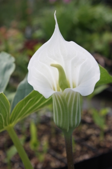 Picture of Arisaema  candidissimum White Form lg.