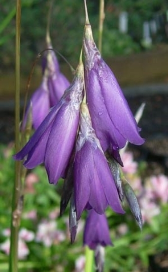 Picture of Dierama Hybr. Dark Violet (Divisions)