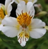 Picture of Alstroemeria 'Apollo'