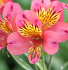 Picture of Alstroemeria 'Cerise'