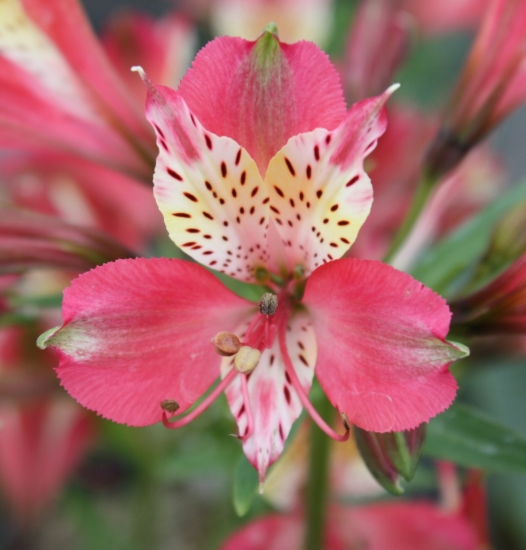 Picture of Alstroemeria 'Freedom'
