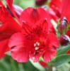 Picture of Alstroemeria 'Inca Bandit'