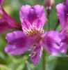 Picture of Alstroemeria 'Yum Yum Plum'