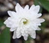 Picture of Anemone nemorosa 'Blue Eyes'