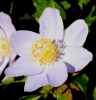 Picture of Anemone nemorosa 'Robinsoniana'