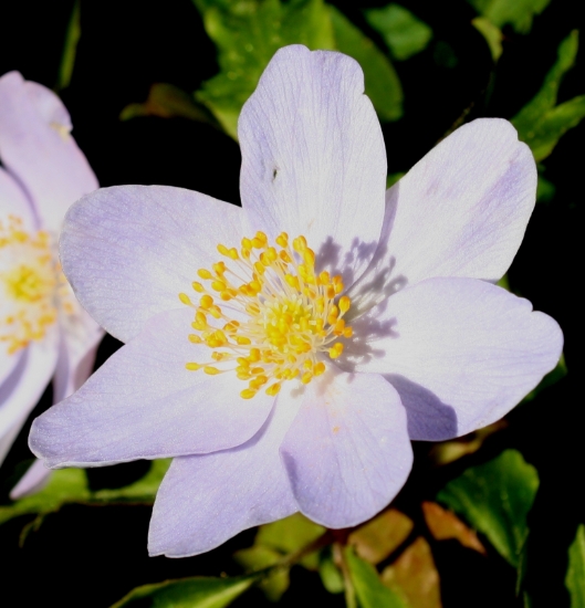 Picture of Anemone nemorosa 'Robinsoniana'