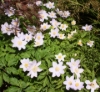 Picture of Anemone nemorosa 'Robinsoniana'