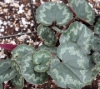 Picture of Cyclamen mirabile