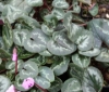 Picture of Cyclamen coum Ivy Leaf