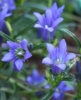 Picture of Gentiana pneumonanthe
