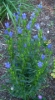 Picture of Gentiana pneumonanthe