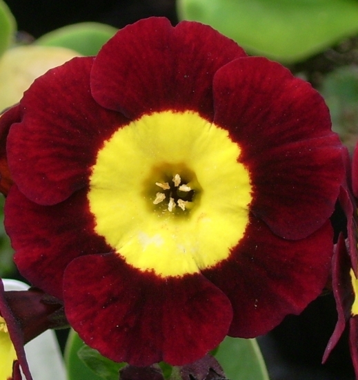 Primula auricula 'Vulcan'