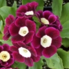 Primula auricula 'Argus'