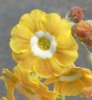 Primula auricula 'Old Mustard'