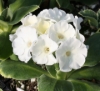 Primula auricula 'Snow White'