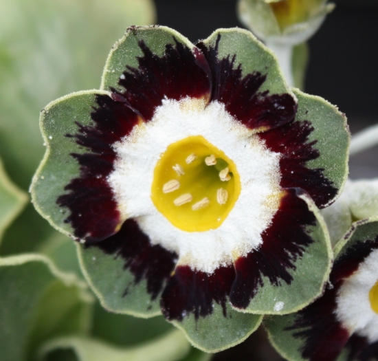 Picture of Primula auricula 'Marmion'