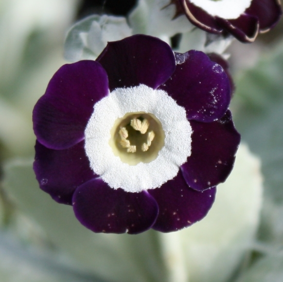 Picture of Primula auricula 'Remus'