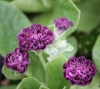Picture of Primula auricula 'Arctic Fox'