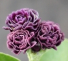 Picture of Primula auricula 'Excalibur'