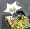 Picture of Gentiana occidentalis white/blue